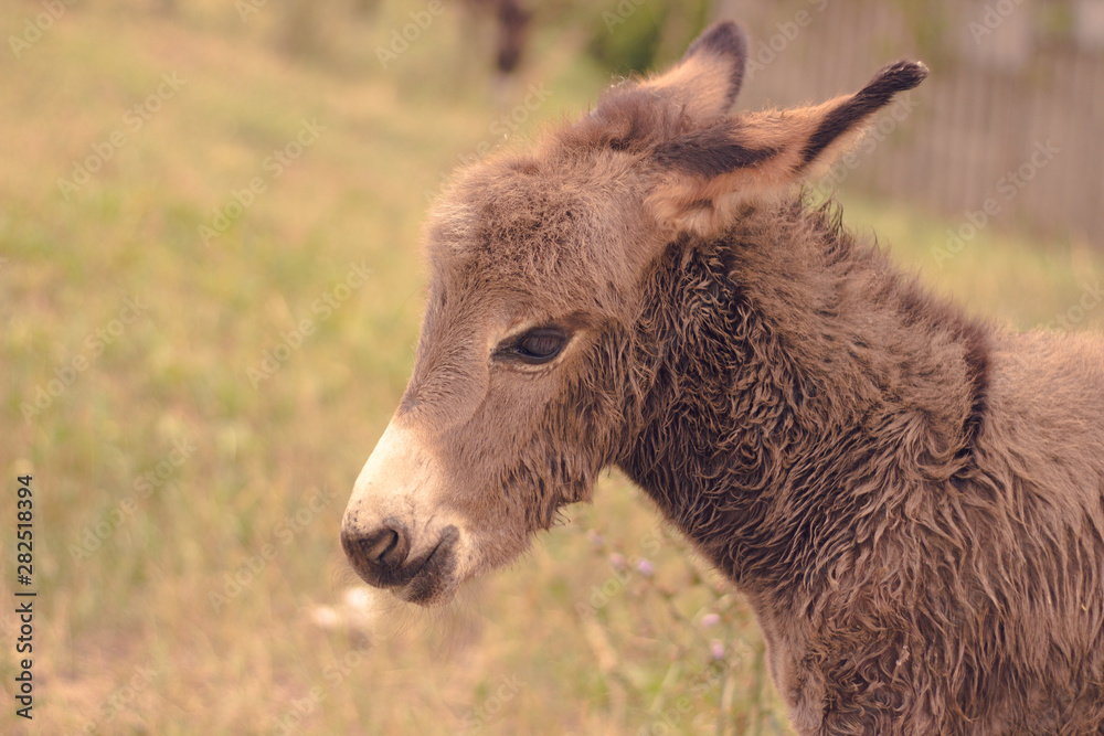 burro head on grass background burro head on grass background