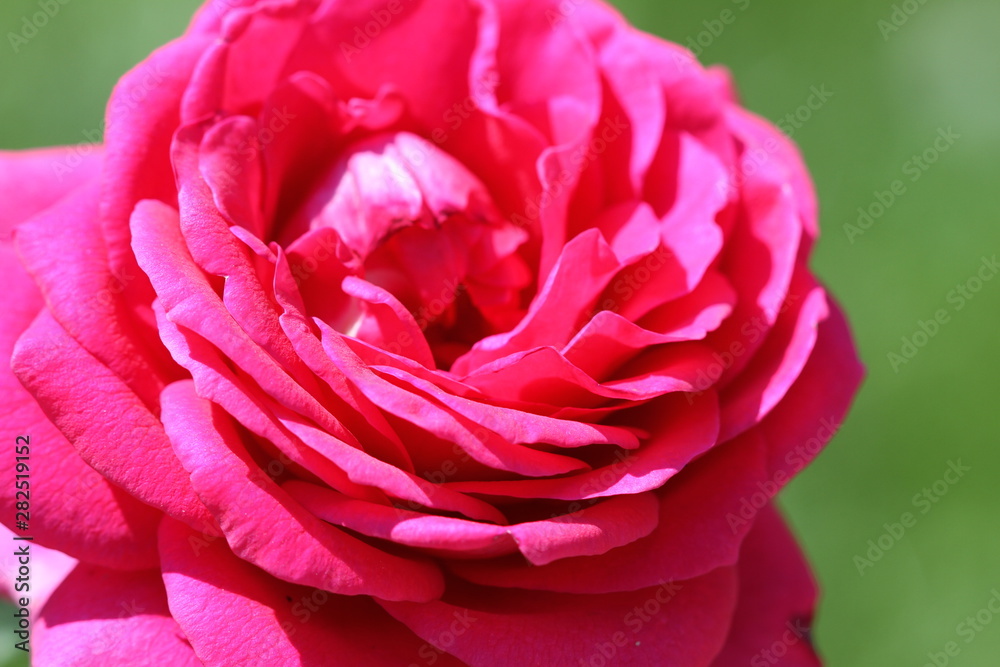 rose rose