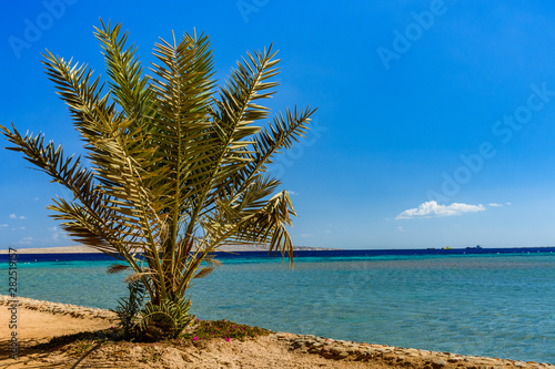 Fototapeta Naklejka Na Ścianę i Meble -  Green date palm tree against the blue sky