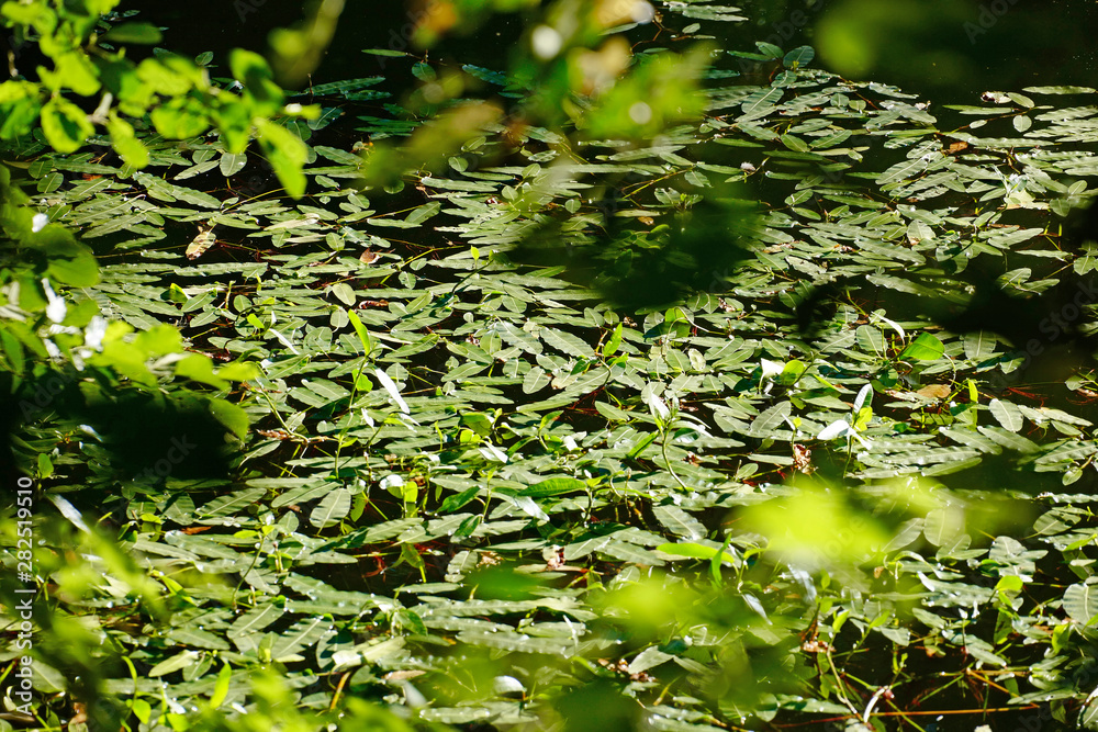 Lüdenscheid Fuelbecker Talsperre grüne Blätter im Wasser Lüdenscheid Fuelbecker Talsperre grüne Blätter im Wasser