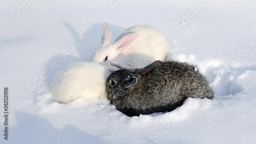 Grey and white bunny Rabbit is sitting quietly and sniffing in snow. Rabbit walks through the snow. 