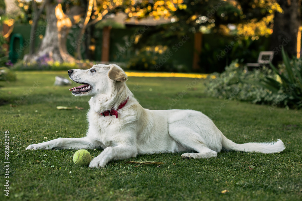 White dog with tennis ball lying on meadow in the garden White dog with tennis ball lying on meadow in the garden