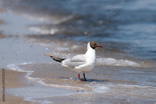 Eine Lachmöwe am Strand