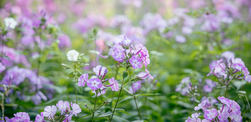 soft focus small pink flower blossom garden floral natural photography soft focus small pink flower blossom garden floral natural photography