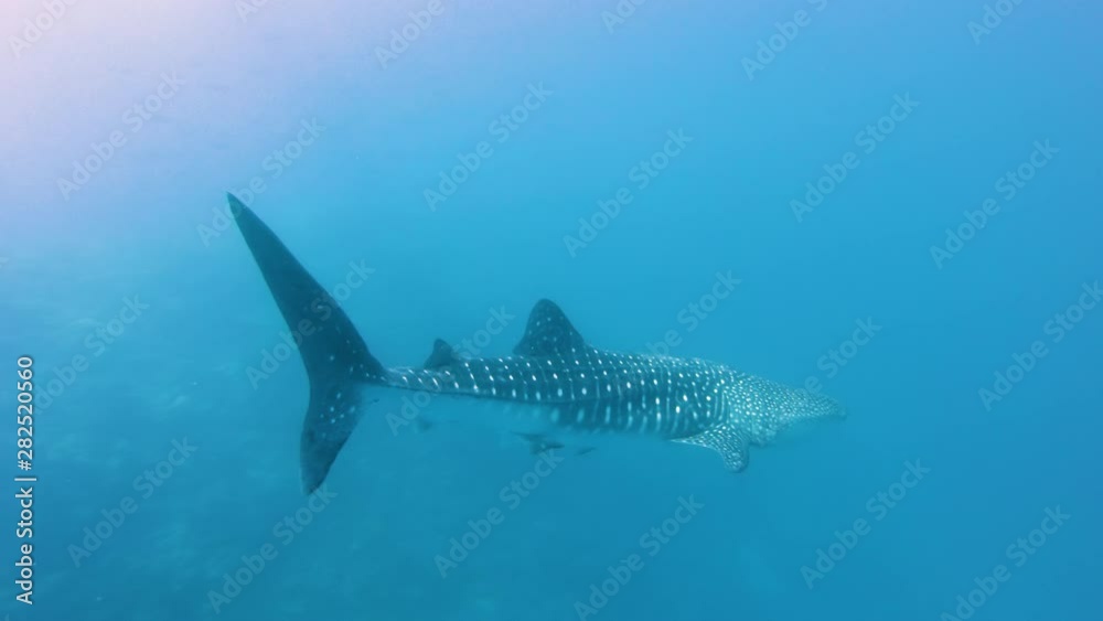 Whale Shark in a blue tropical ocean