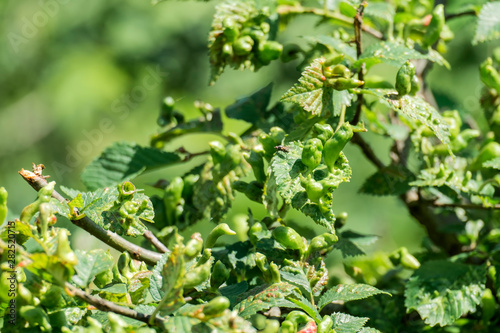 Galls - formation on leaves triggered by insect bites - gall mites