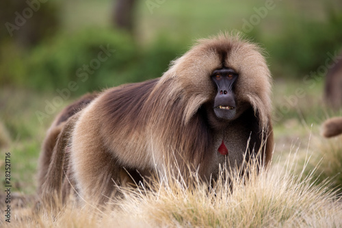 The gelada, sometimes called the bleeding-heart monkey or the gelada "baboon", is a species of Old World monkey found only in the Ethiopian Highlands, with large populations in the Semien Mountains.