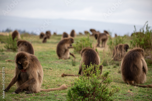Photography The gelada, sometimes called the bleeding-heart monkey or the gelada baboon, is a species of Old World monkey found only in the Ethiopian Highlands, with large populations in the Semien Mountains