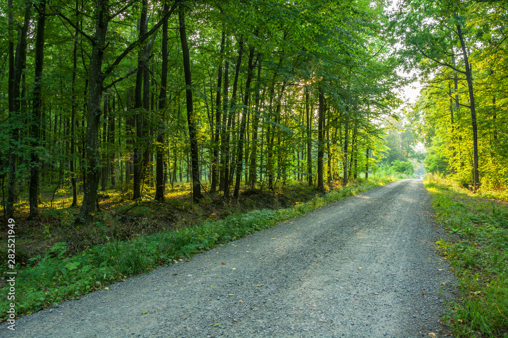 The gravel road through the forest The gravel road through the forest