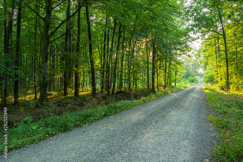 The gravel road through the forest