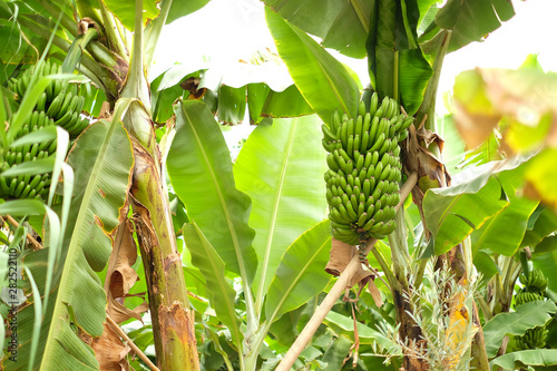 Unripe bananas in an organic banana plantation in Central America.