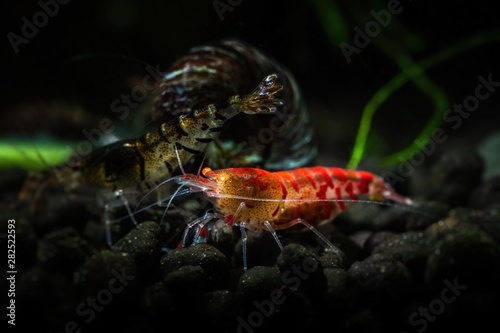 Red tiger shrimp orange eye aquarium freshwater