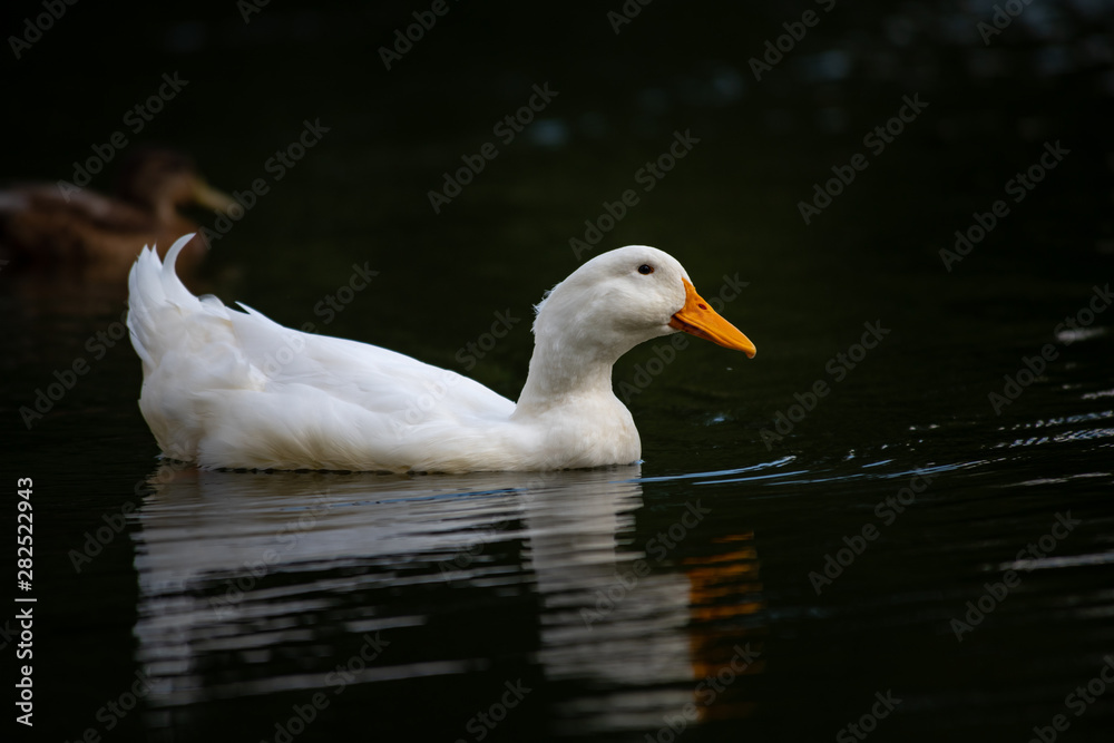 Nice white goose on lake nature wild birds life