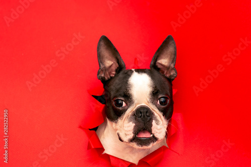 The head of the dog breed Boston Terrier peeking out through a hole in the red paper.Creative. Minimalism.