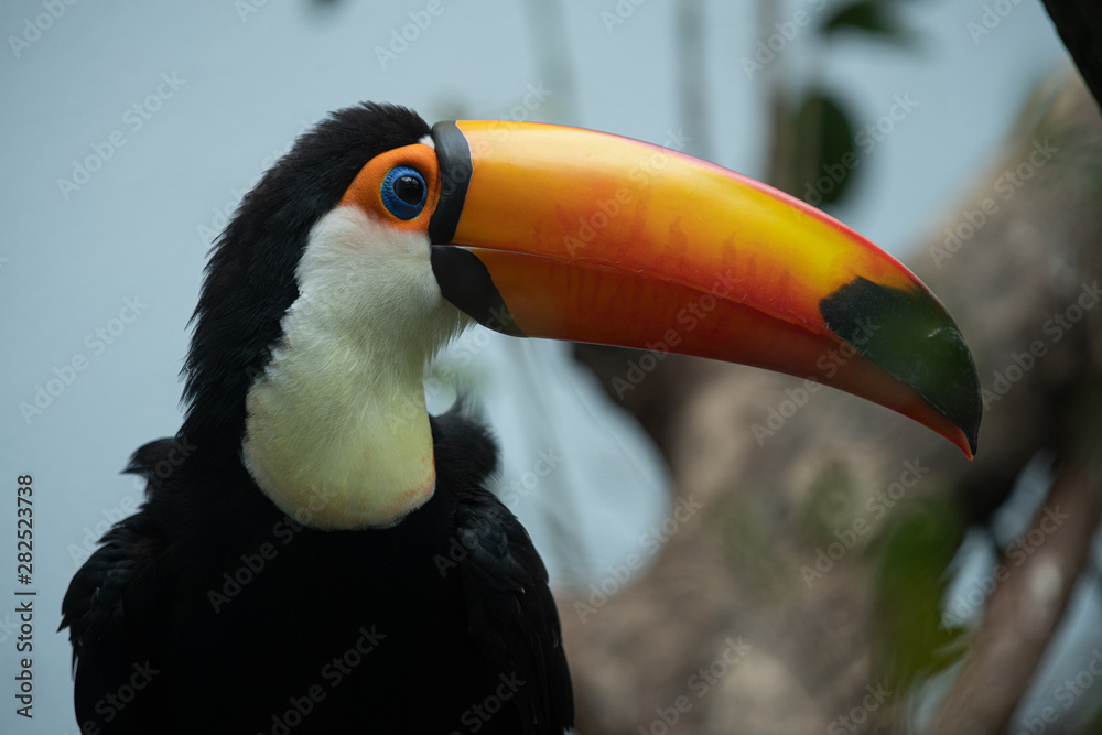 Naklejka premium toucan poses for a side profile picture