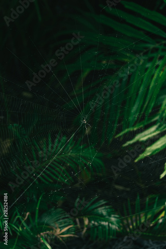 Spider web in the jungle