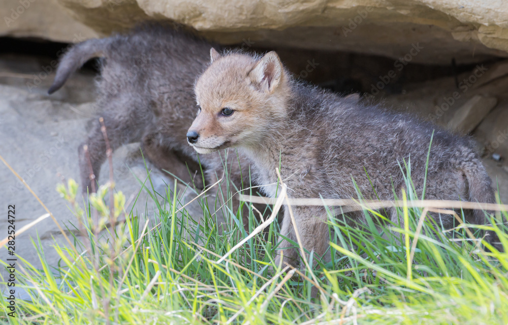 Fototapeta premium Coyote den in the wild