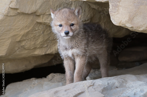 Coyote den in the wild photo