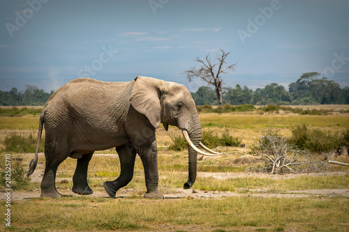 Strolling Elephant