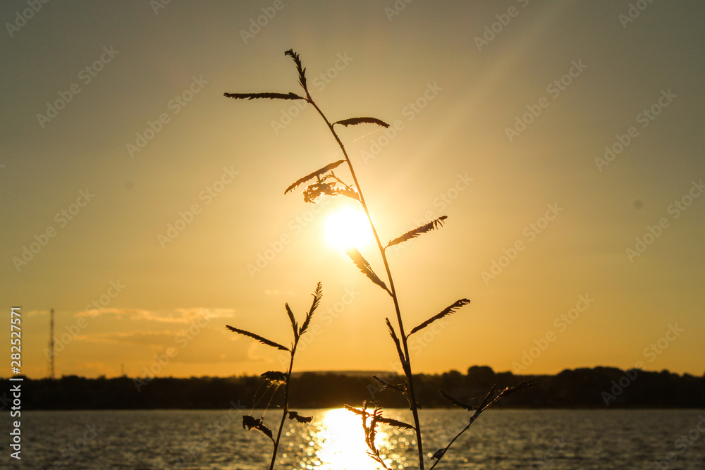 Obraz premium sunset on the field