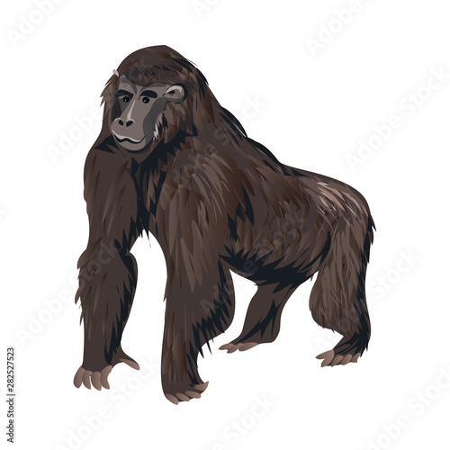 Cute black gorilla monkey  mammal jungle animal