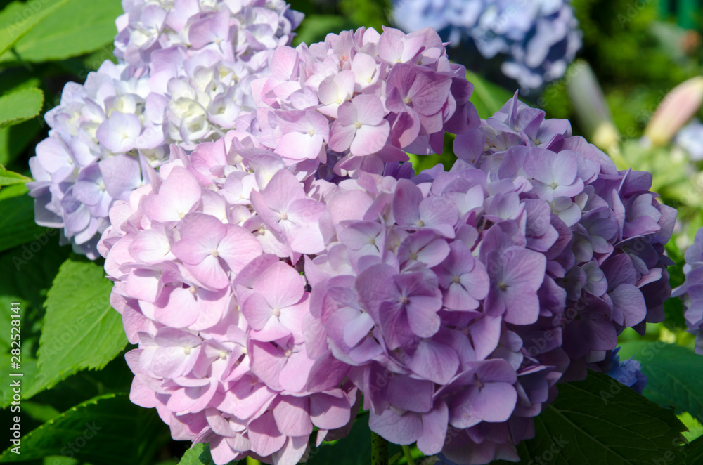 Blue hydrangea. Flower bed in garden. Floral background. Blue hydrangea. Flower bed in garden. Floral background.