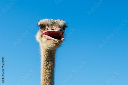 A beautiful ostrich against the blue sky with interest looks at what is happening around