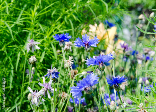 Blue Cornflowers in the garden at japan