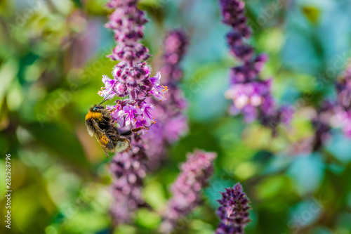 Bumblebee on basil, Ocimum kiliman photo