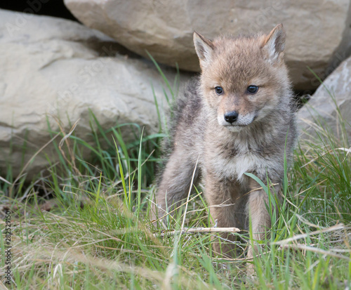 Obraz na plátně Coyote pups at the den