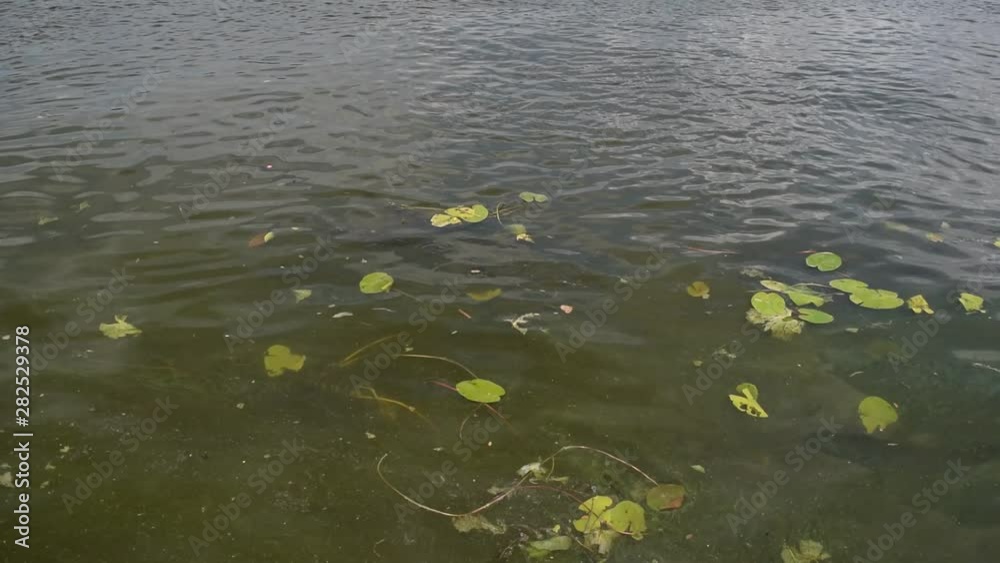 Small leaves on the background of dirty water. Small leaves on the background of dirty water.