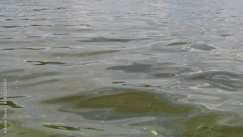 Background of dirty green water with green foliage on the river. Background of dirty green water with green foliage on the river.