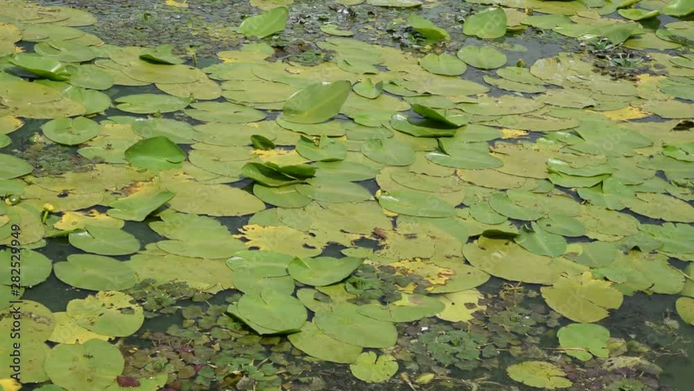 Background of green leaves on the water in the river. Background of green leaves on the water in the river.