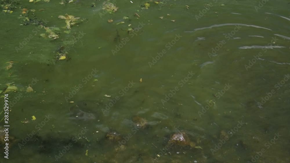 Background of dirty green water with green foliage on the river. Background of dirty green water with green foliage on the river.