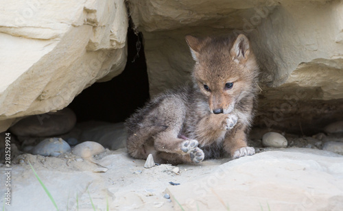 Photographie Coyote pups at the den