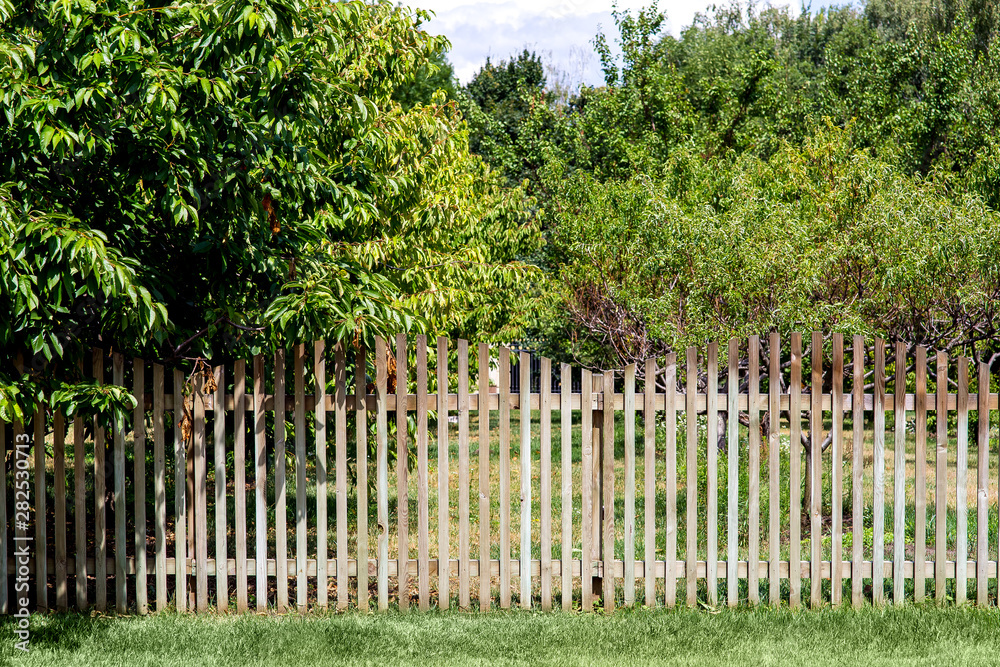 fruit garden with trees behind a wooden fence from planks on a sunny summer day.