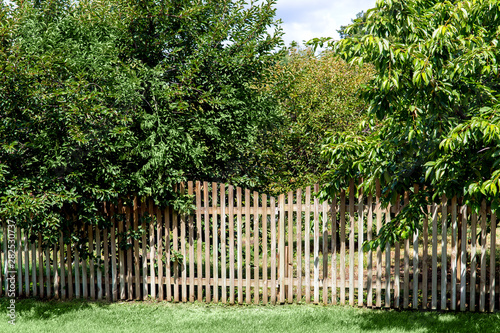 fruit garden with cherries trees behind a wooden fence from planks on a sunny summer day.