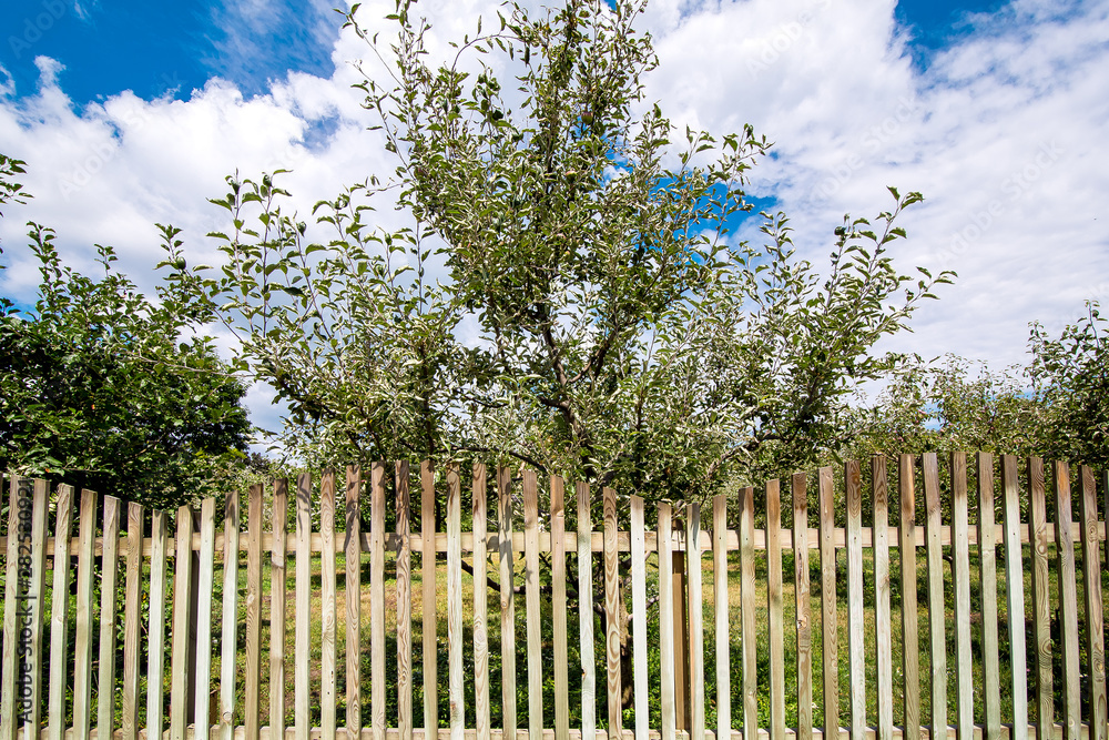 The apple orchard is fenced from wooden planks, a sunny summer day with a blue sky and clouds.