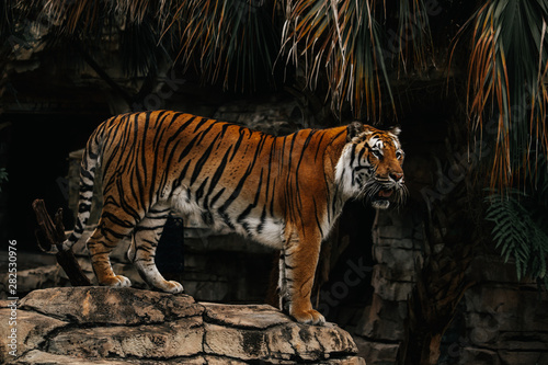 Tiger standing up on rock