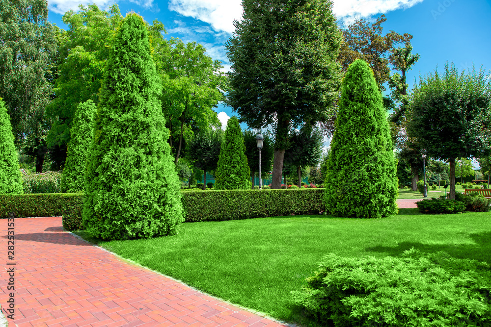 park with tall thujas and hedges of bushes in the garden with a green lawn on a sunny day.