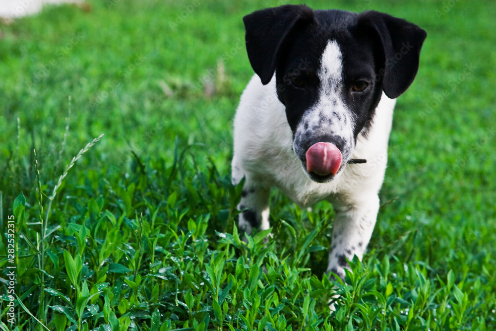 The dog plays with the owner on the green lawn