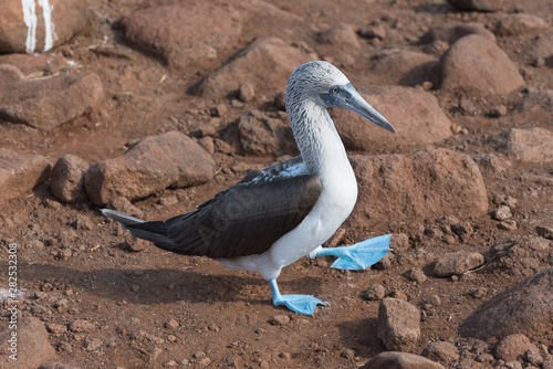 Blue footed booby, North Seymour, Galapagos Island, Ecuador. photo