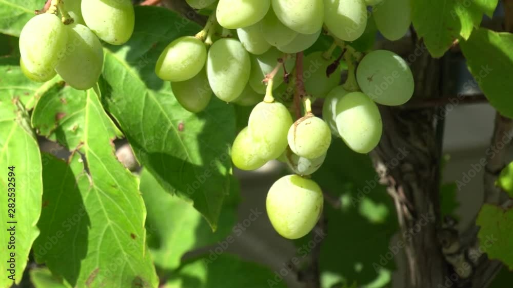 A bunch of beautifully ripened green grapes hang from the arbors at a vineyard in this beautiful panning shot. A bunch of beautifully ripened green grapes hang from the arbors at a vineyard in this beautiful panning shot.