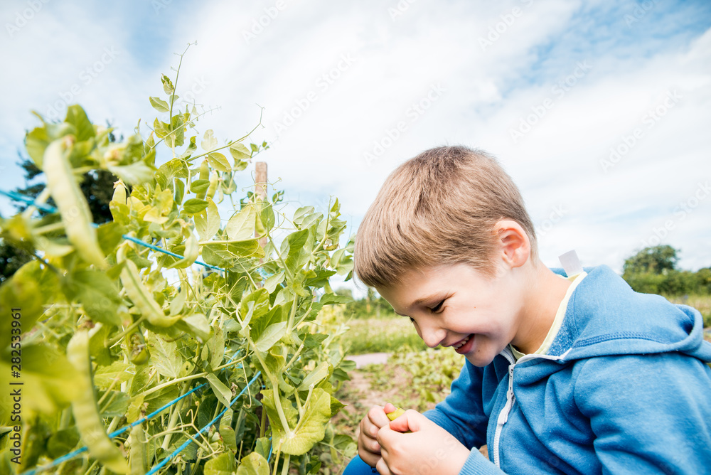 Portrait of a cute kid boy in a straw hat walking on a field of green peas and collecting and eating peas on a sunny summer day. Child in the field with blue sky and clouds background. Portrait of a cute kid boy in a straw hat walking on a field of green peas and collecting and eating peas on a sunny summer day. Child in the field with blue sky and clouds background.