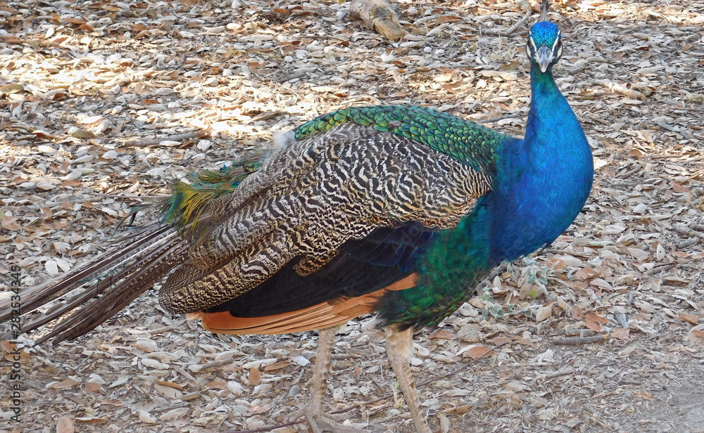 Fototapeta premium Brightly colored male peacock