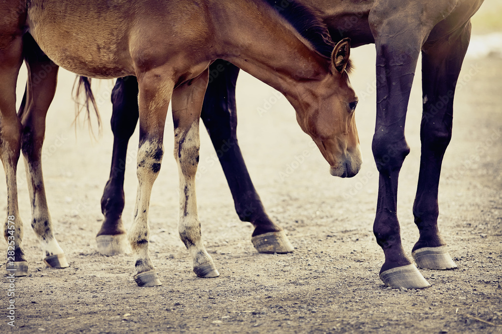 Obraz premium Red foal sporting breed