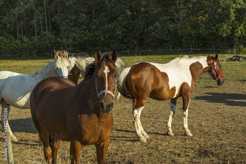 Group of colorful horses on rest in field. Animals concept. Beautiful animals backgrounds.