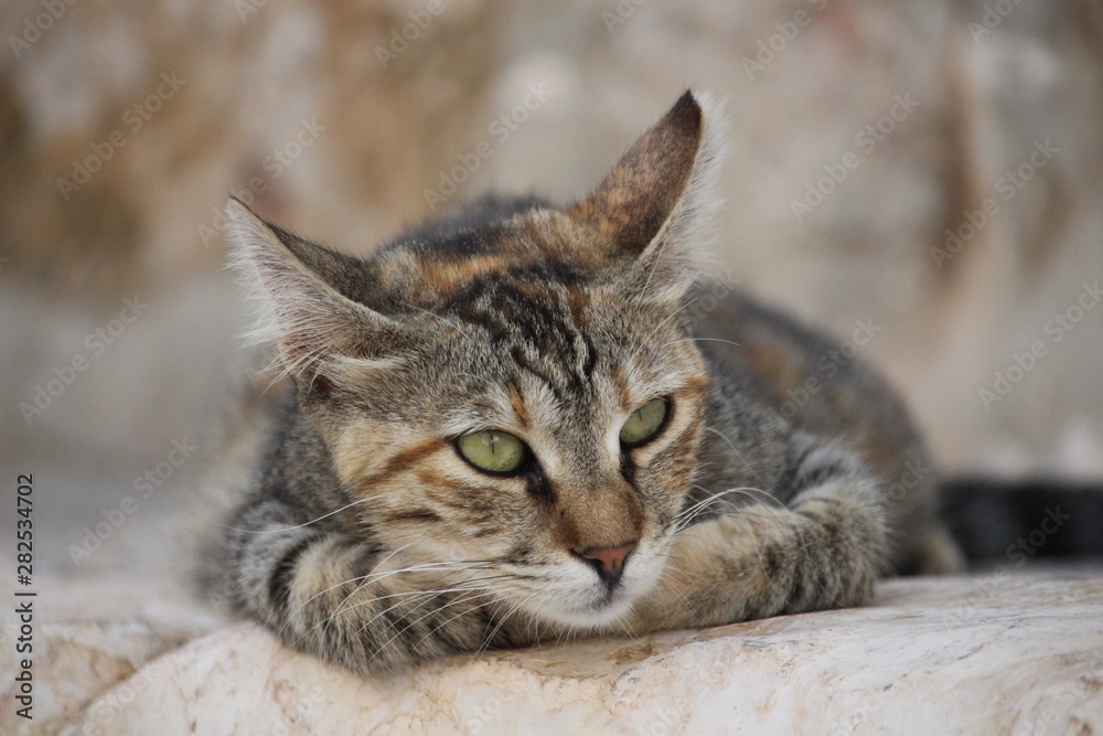 adorable tabby with green eyes