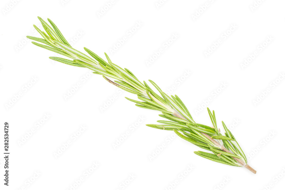 Fototapeta premium One whole fresh evergreen sprig of rosemary flatlay isolated on white background