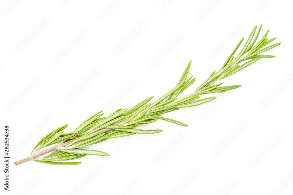 Fototapeta premium One whole aromatic fresh evergreen sprig of rosemary flatlay isolated on white background